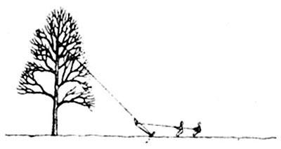 
With a setup like this you can coax a tree to fall in the direction you need it to.
